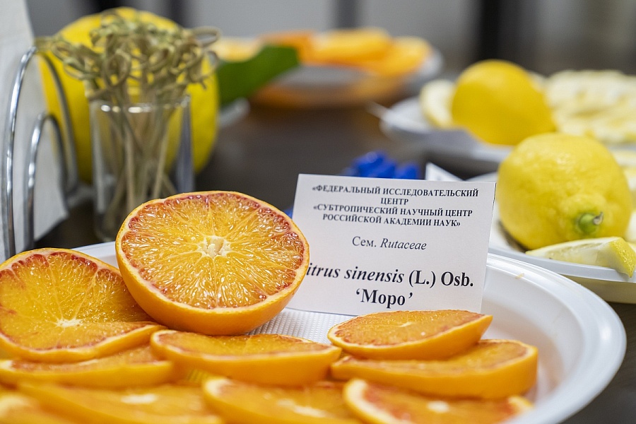 В Сочи состоялась презентация уникальной коллекции цитрусовых культур